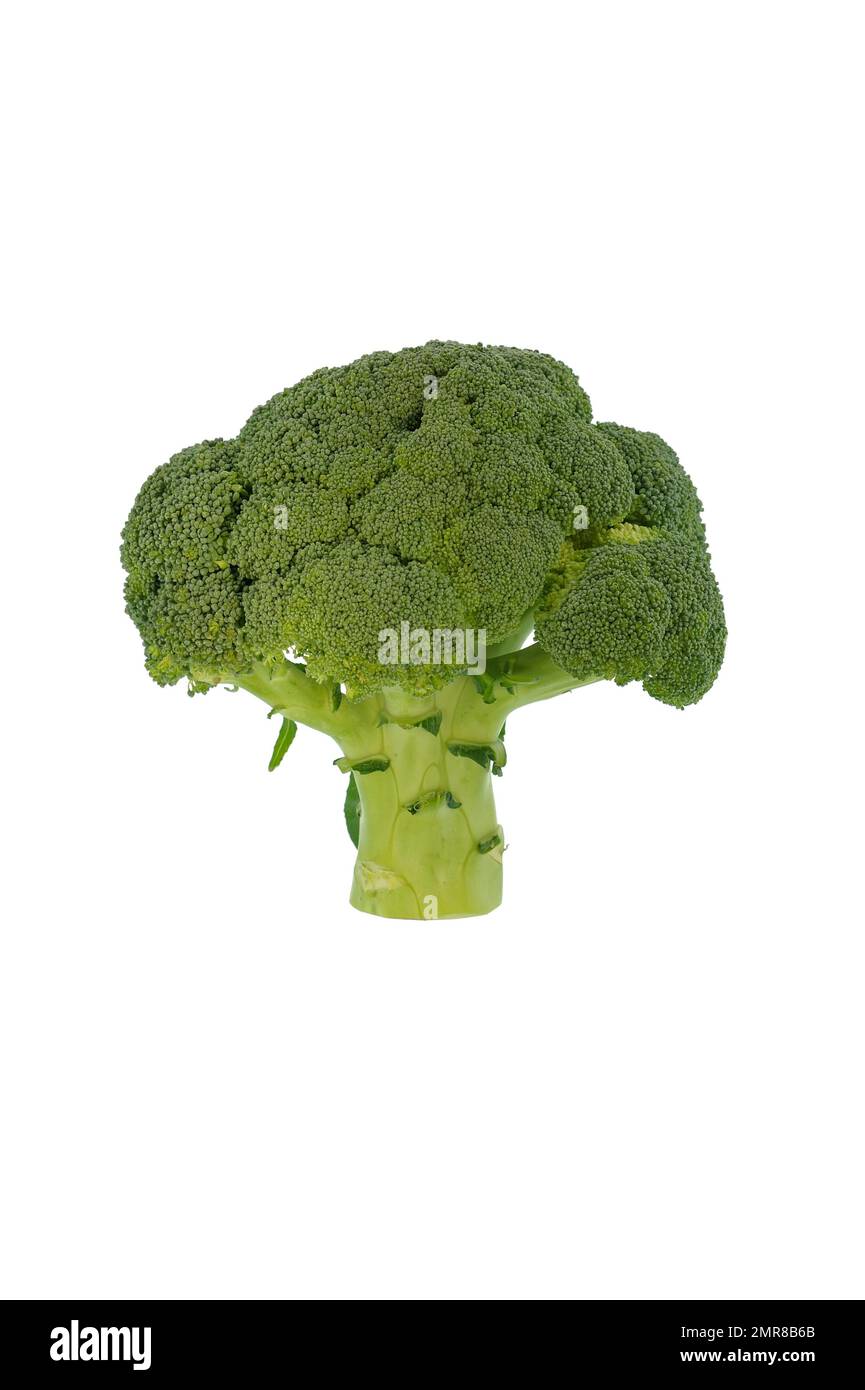 Broccoli, studio shot against white background Stock Photo