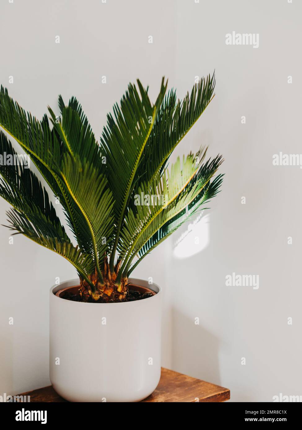 Cycas revoluta houseplant in white ceramic pot on wood stool in front of white wall. selective focus. Copy space Stock Photo