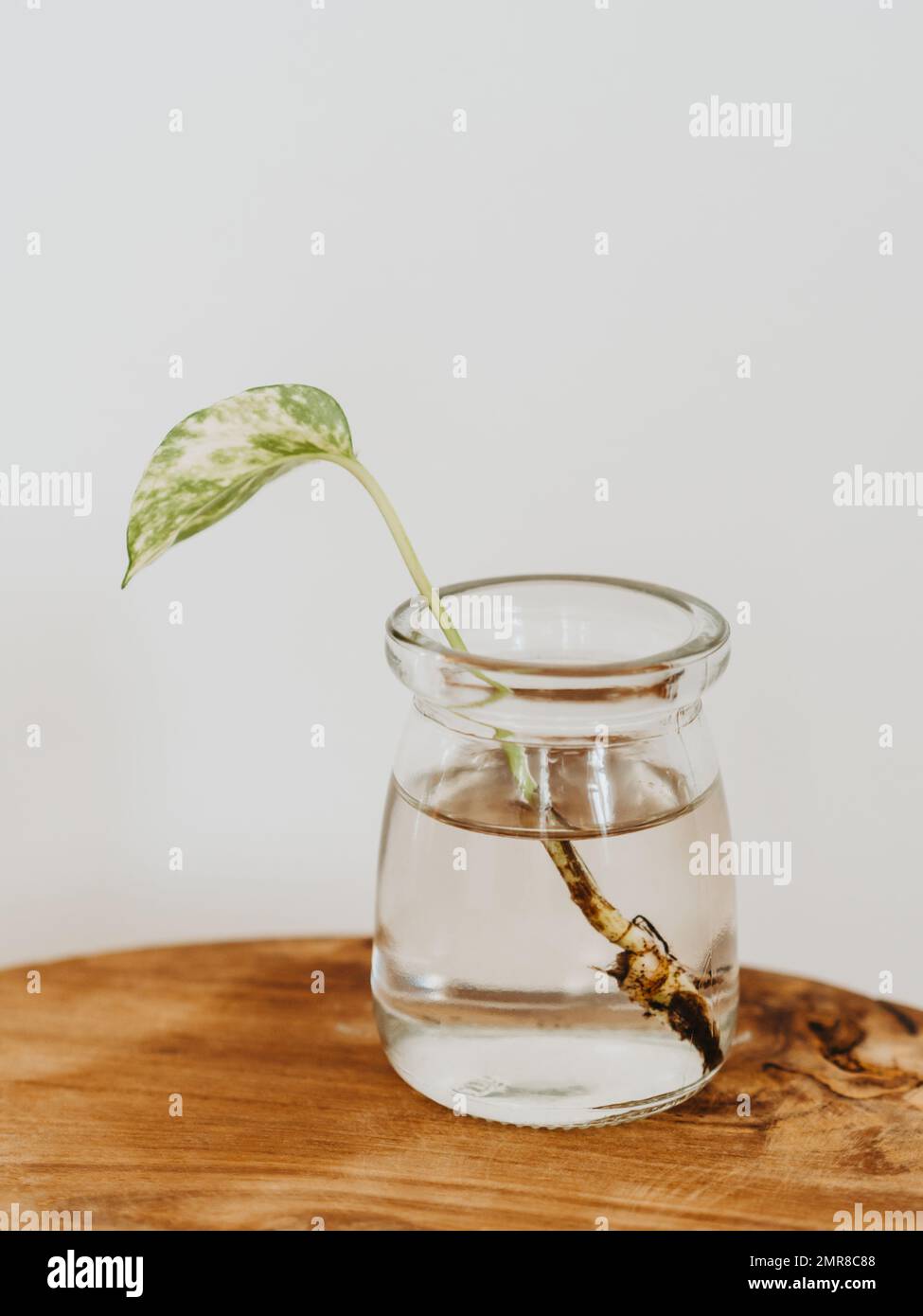 Small green sprout philodendron houseplant in jar of water for rooting on wood table. Front view. Copy space Stock Photo