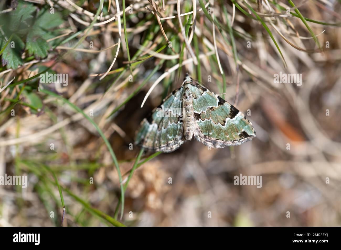 Green carpet (Colostygia pectinataria), sitting with open wings in the grass, Stolberg, North Rhine-Westphalia, Germany, Europe Stock Photo