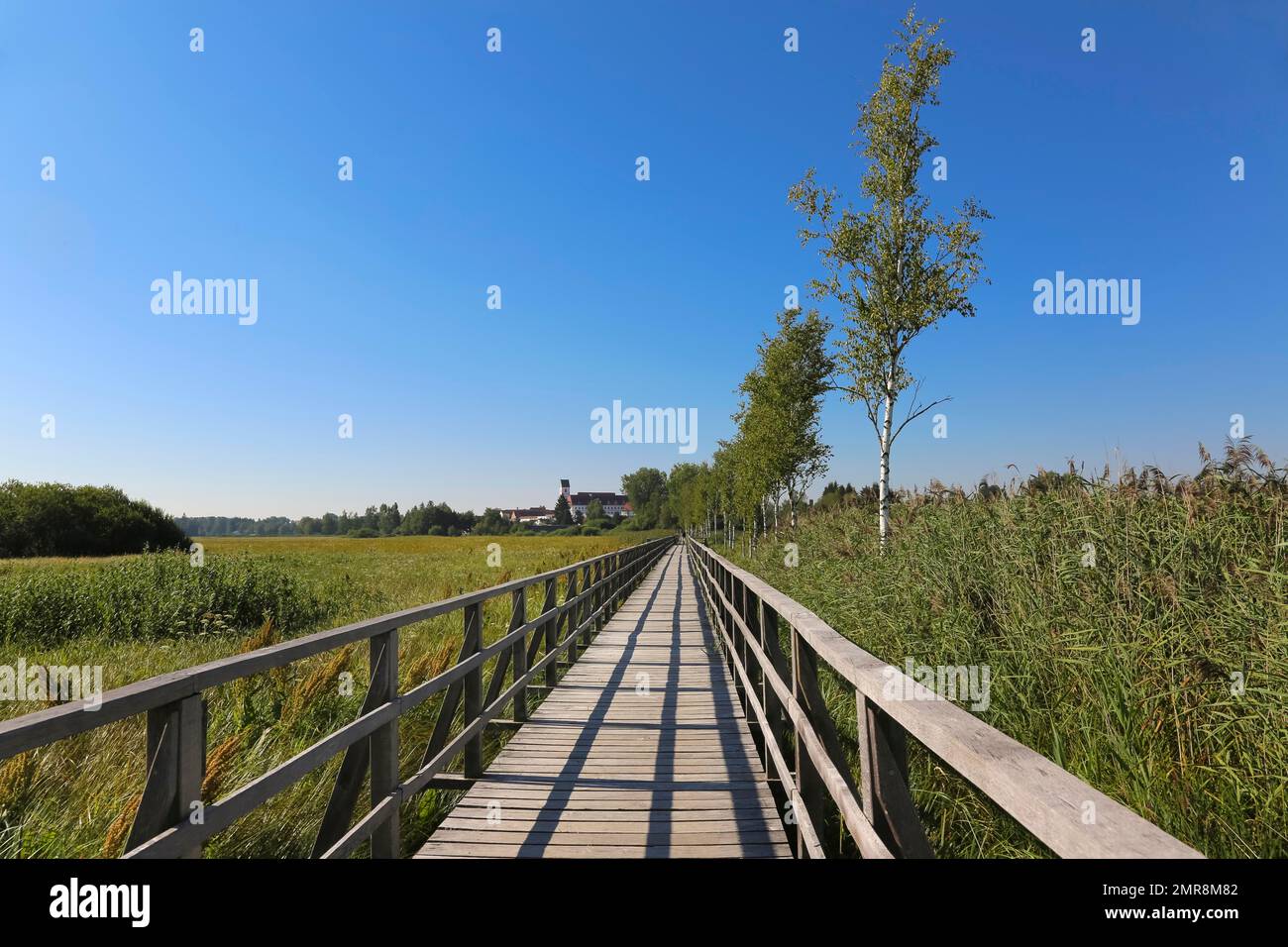 Federseesteg, wooden footbridge to Federsee lake, common reed ...