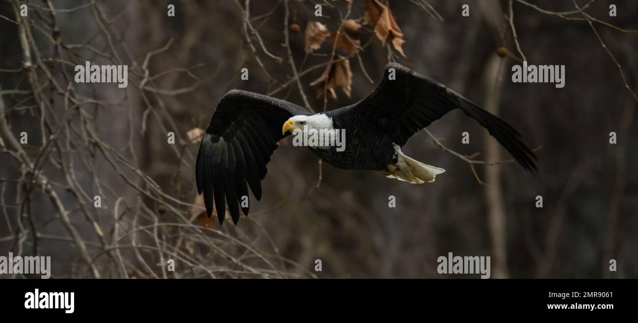 A panoramic of a beautiful majestic bald eagle flying in a forest Stock ...