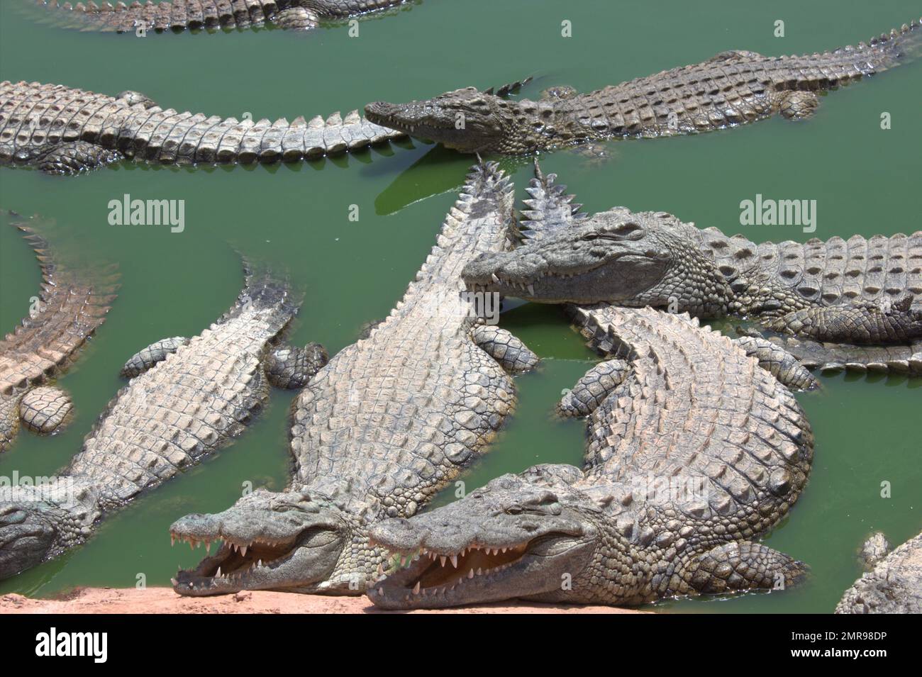 Nile crocodiles Stock Photo