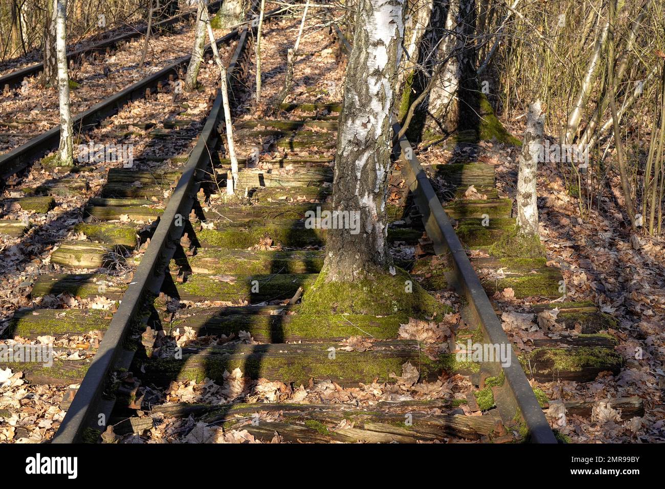 Birch growing between tracks, railway line, Schöneberger Südgelände nature Park, Prellerweg, Schöneberg, Berlin, Germany, Europe Stock Photo