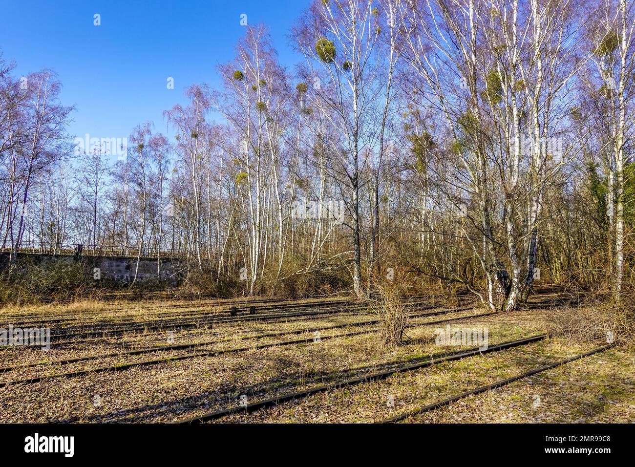 Birch trees, track road, Schöneberger Südgelände nature Park