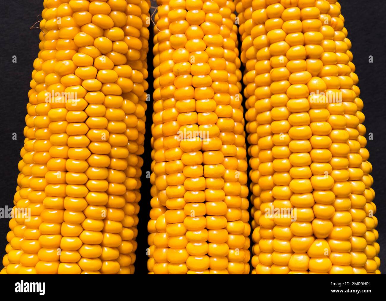 Corn (Zea mays) corn cob, studio shot, monochrome background, 3 corn
