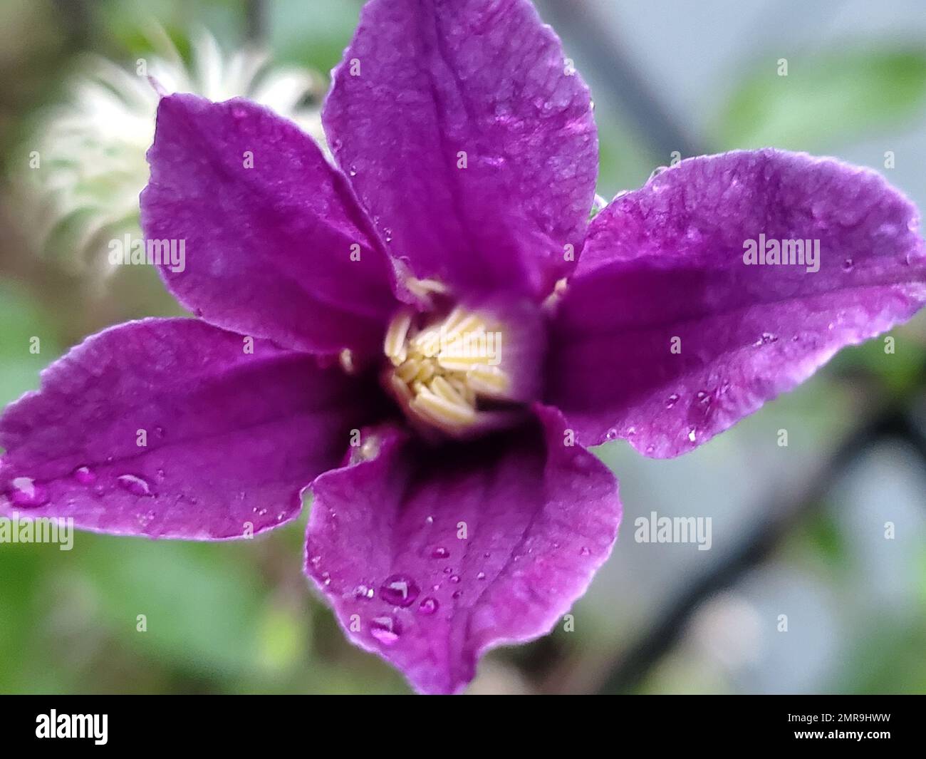 A closeup shot of a Clematis viticella flower in the background of its leaves Stock Photo