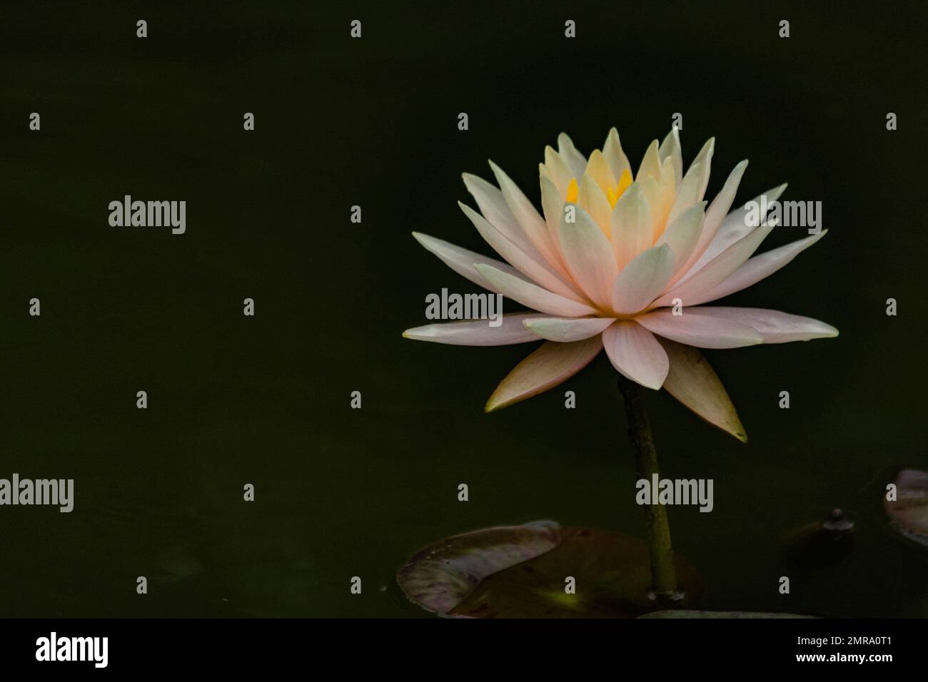 A white water lily at Biltmore Garden in Asheville, NC. Stock Photo