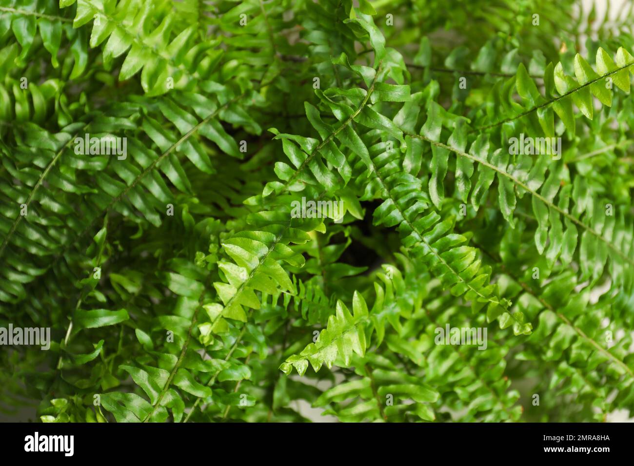 Beautiful fresh fern leaves hi-res stock photography and images - Alamy