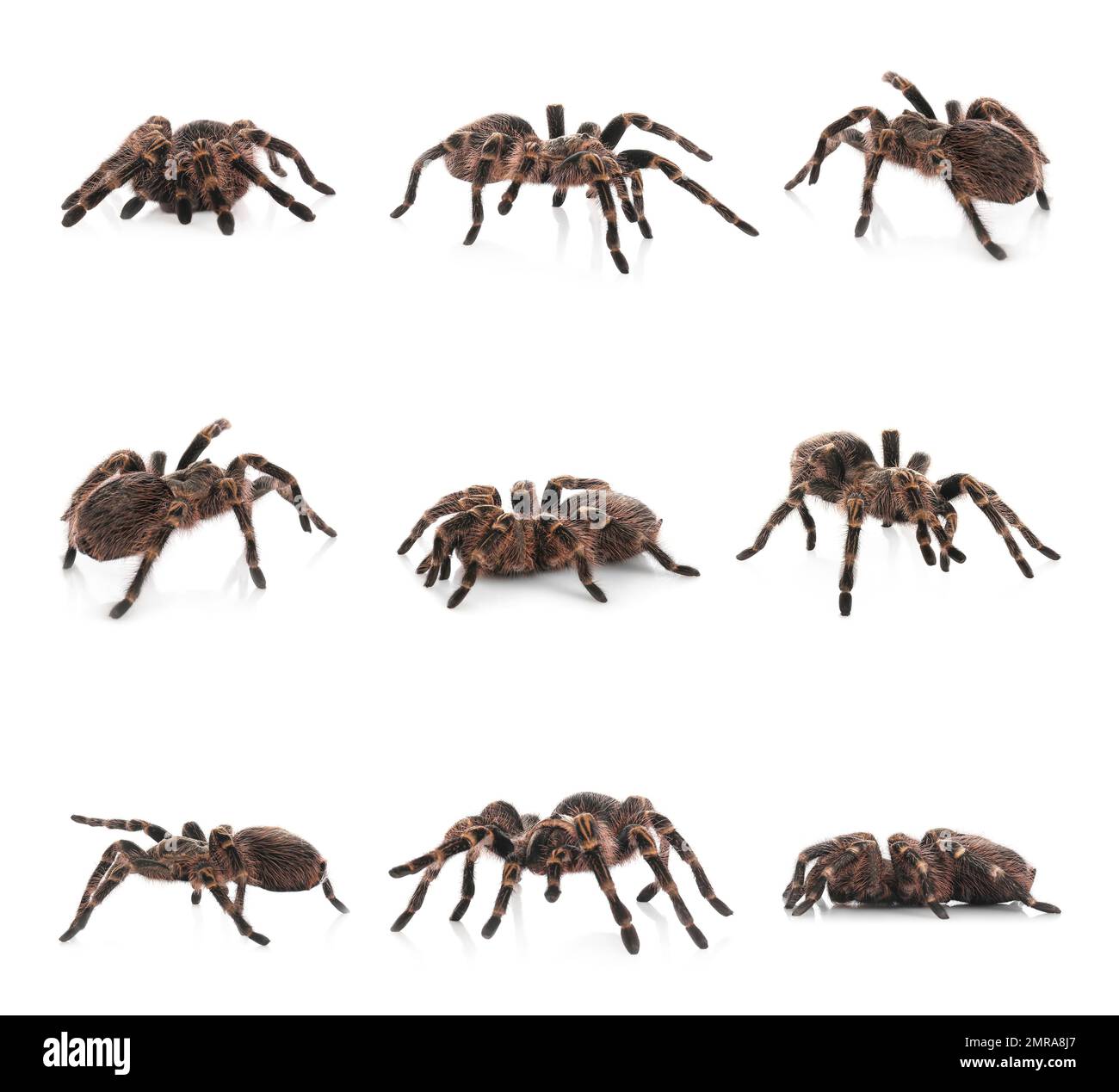Collage of striped knee tarantula (Aphonopelma seemanni) on white background Stock Photo