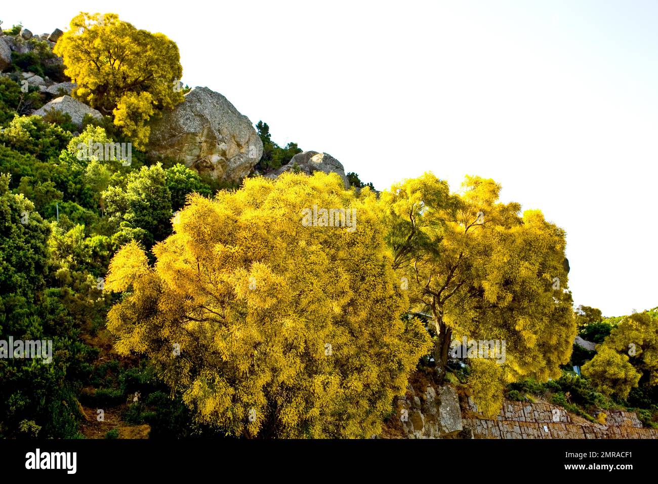 Italy, island Sardinia, Orosei, church Sas Animas, Europe, Mediterranean  island, destination, place of interest, faith, religion, Christianity,  church, sacred construction, architecture, cars, park, outside, deserted  Stock Photo - Alamy