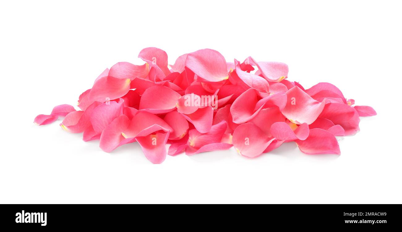 Pile of fresh pink rose petals on white background Stock Photo Alamy