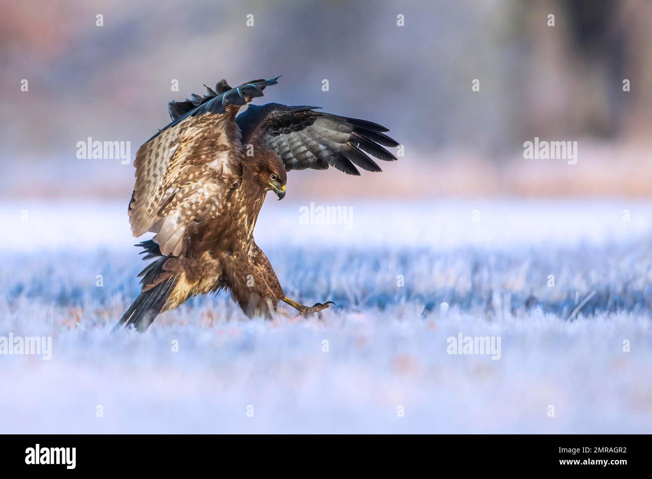 Common steppe buzzard (Buteo buteo) dark variant, dark morph, hunting ...