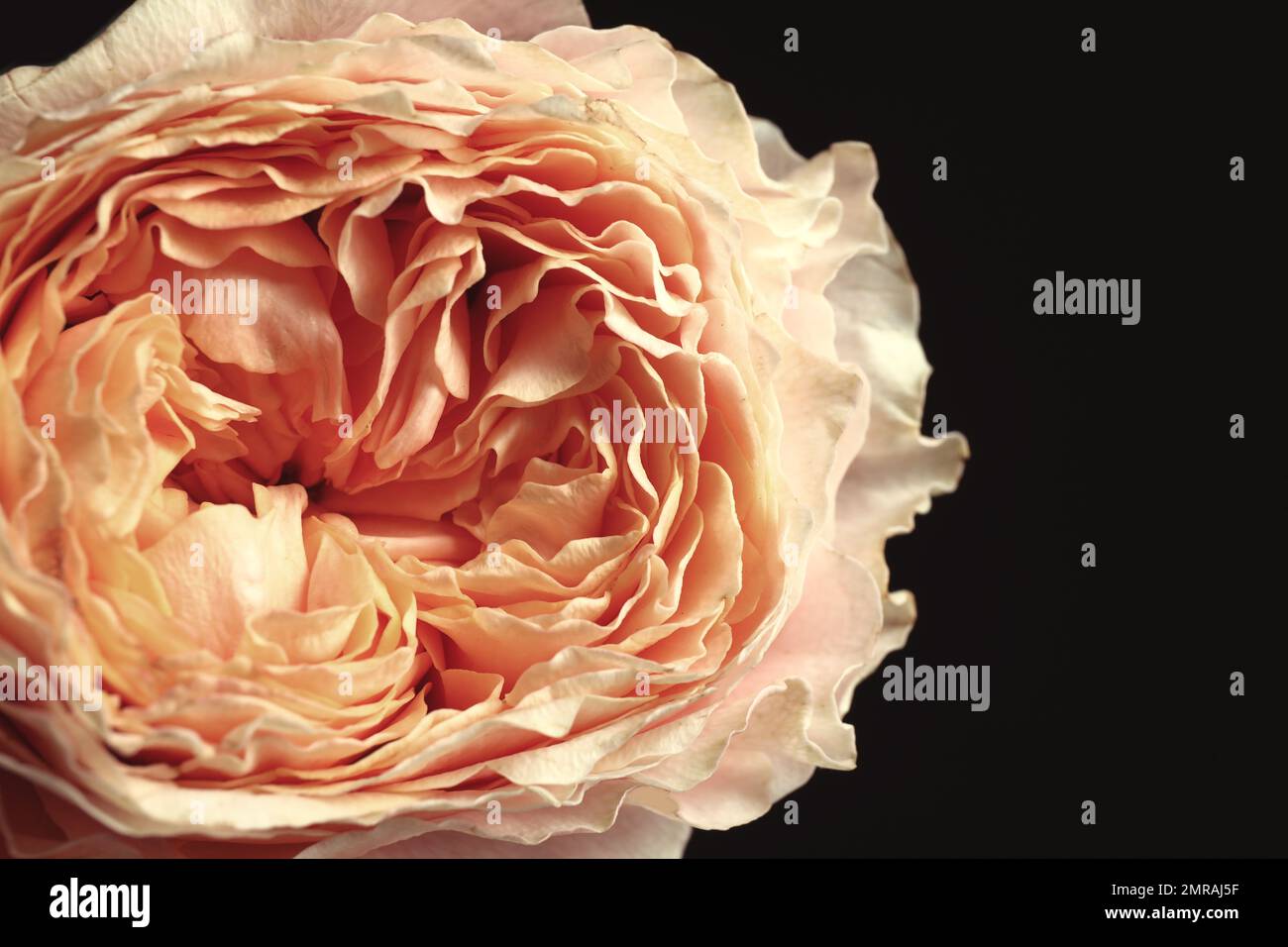 Beautiful rose on black background, closeup. Floral card design with ...