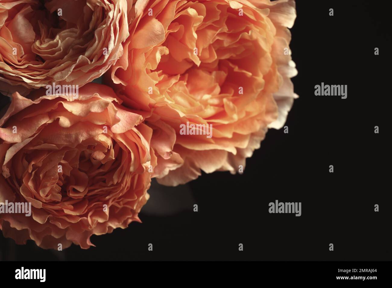 Beautiful roses on black background, closeup. Floral card design with ...