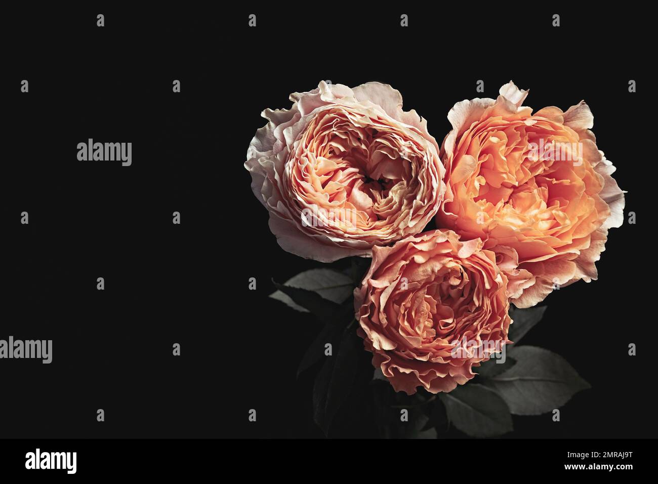 Beautiful roses on black background. Floral card design with dark ...