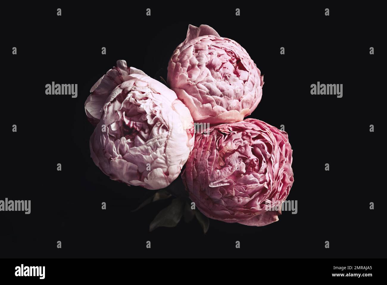 Beautiful fresh peonies on black background. Floral card design with ...