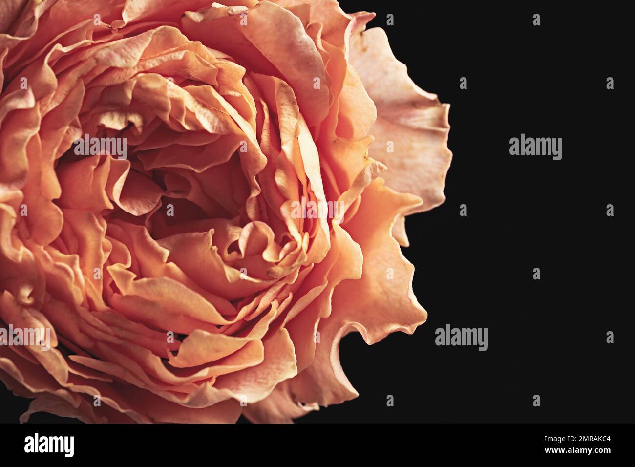 Beautiful rose on black background, closeup. Floral card design with ...