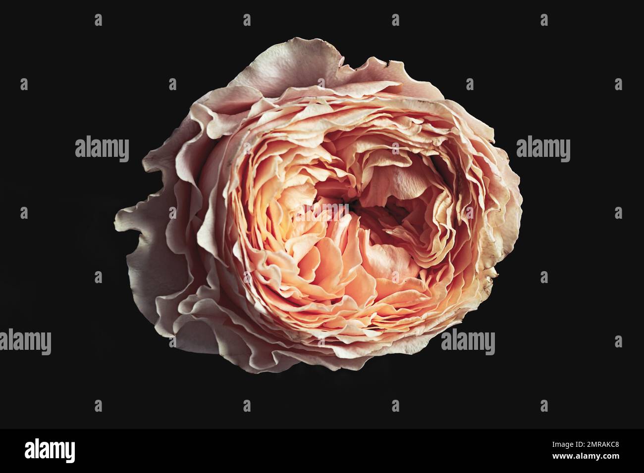 Beautiful rose on black background. Floral card design with dark ...