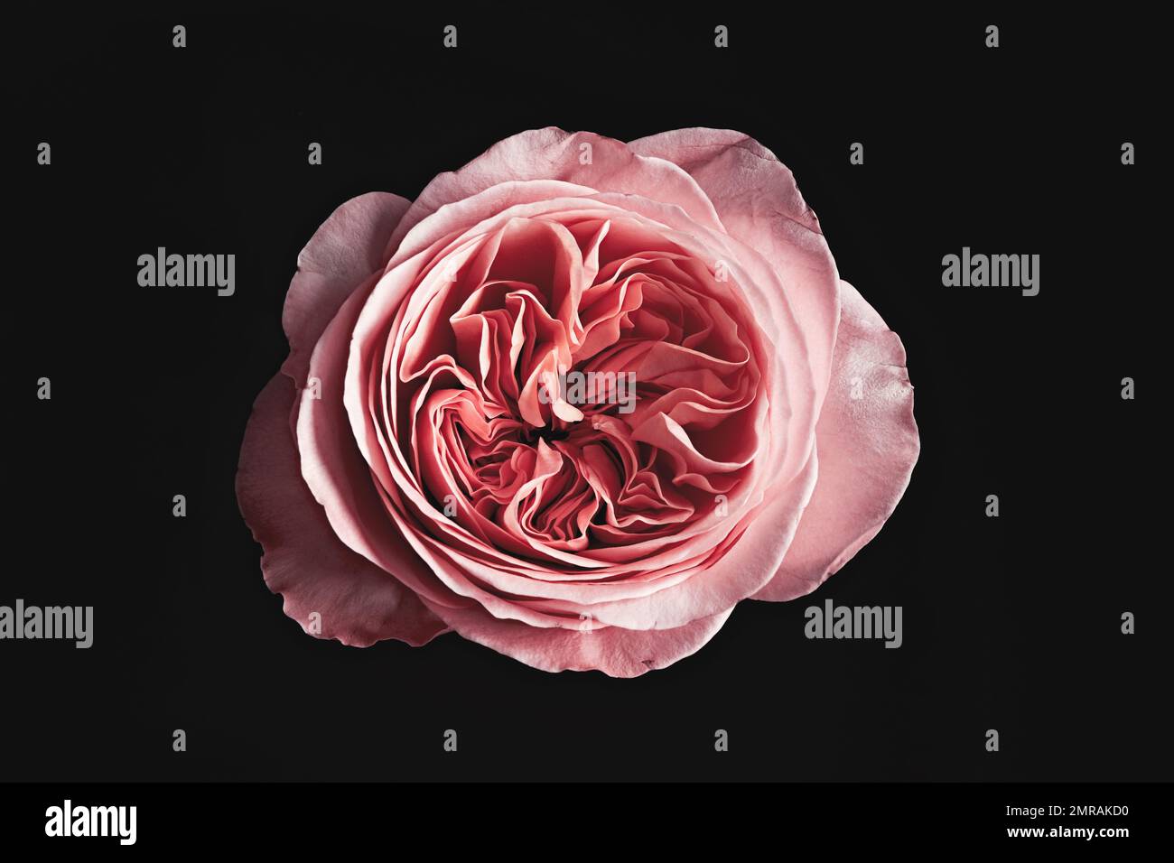 Beautiful rose on black background. Floral card design with dark ...