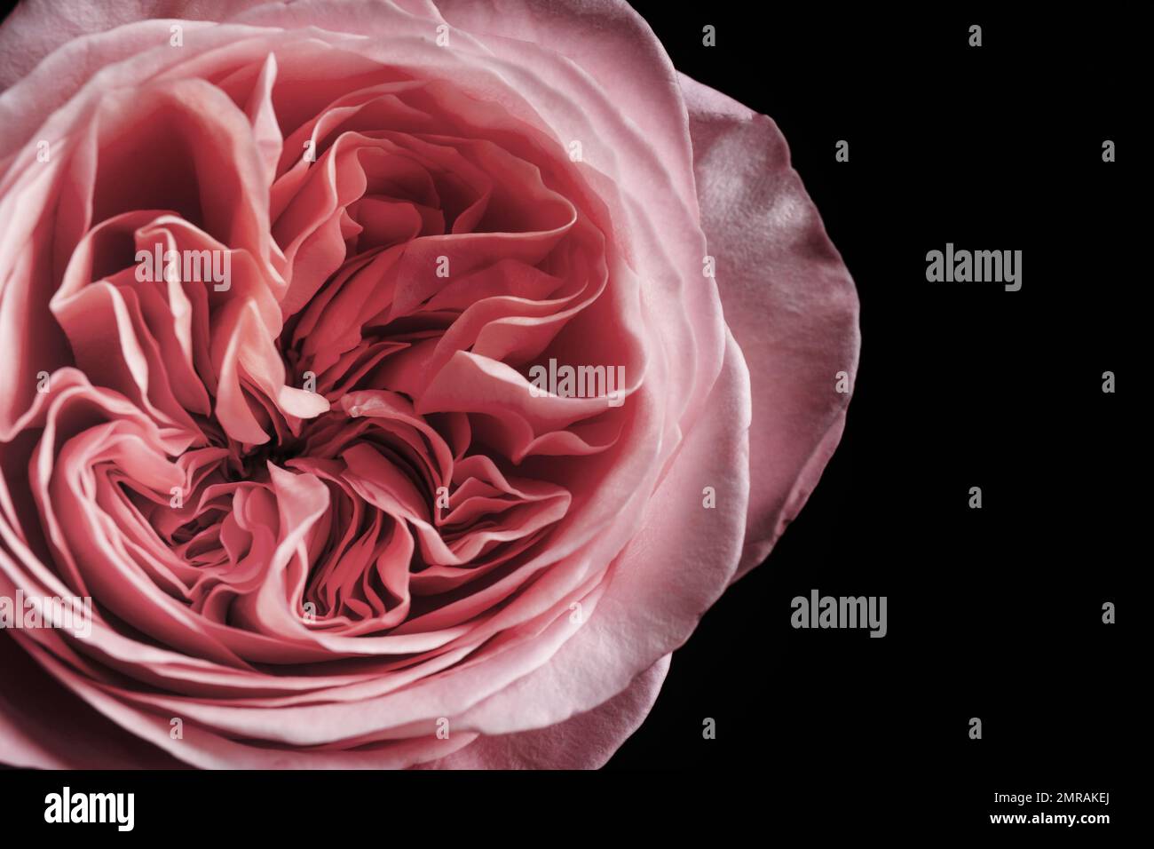 Beautiful rose on black background, closeup. Floral card design with ...