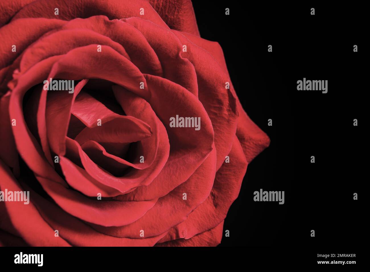 Beautiful rose on black background, closeup. Floral card design with ...