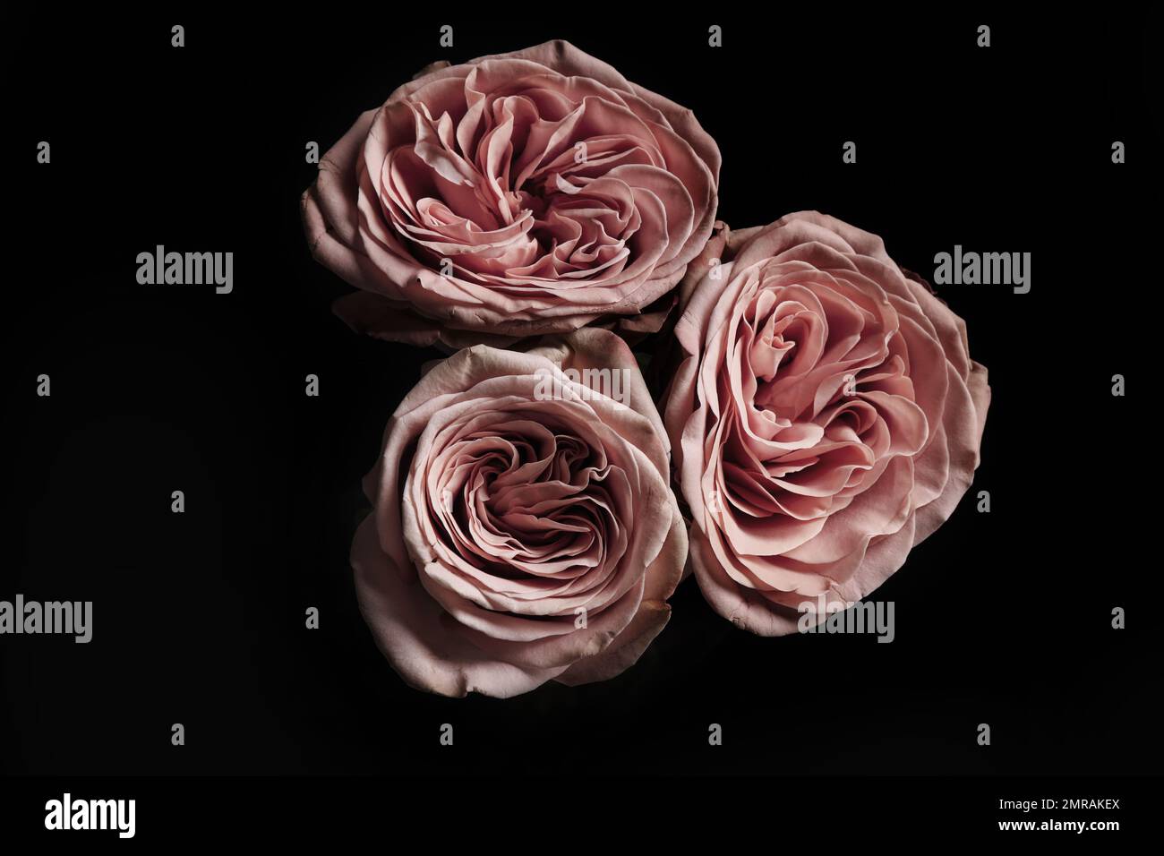 Beautiful roses on black background. Floral card design with dark ...