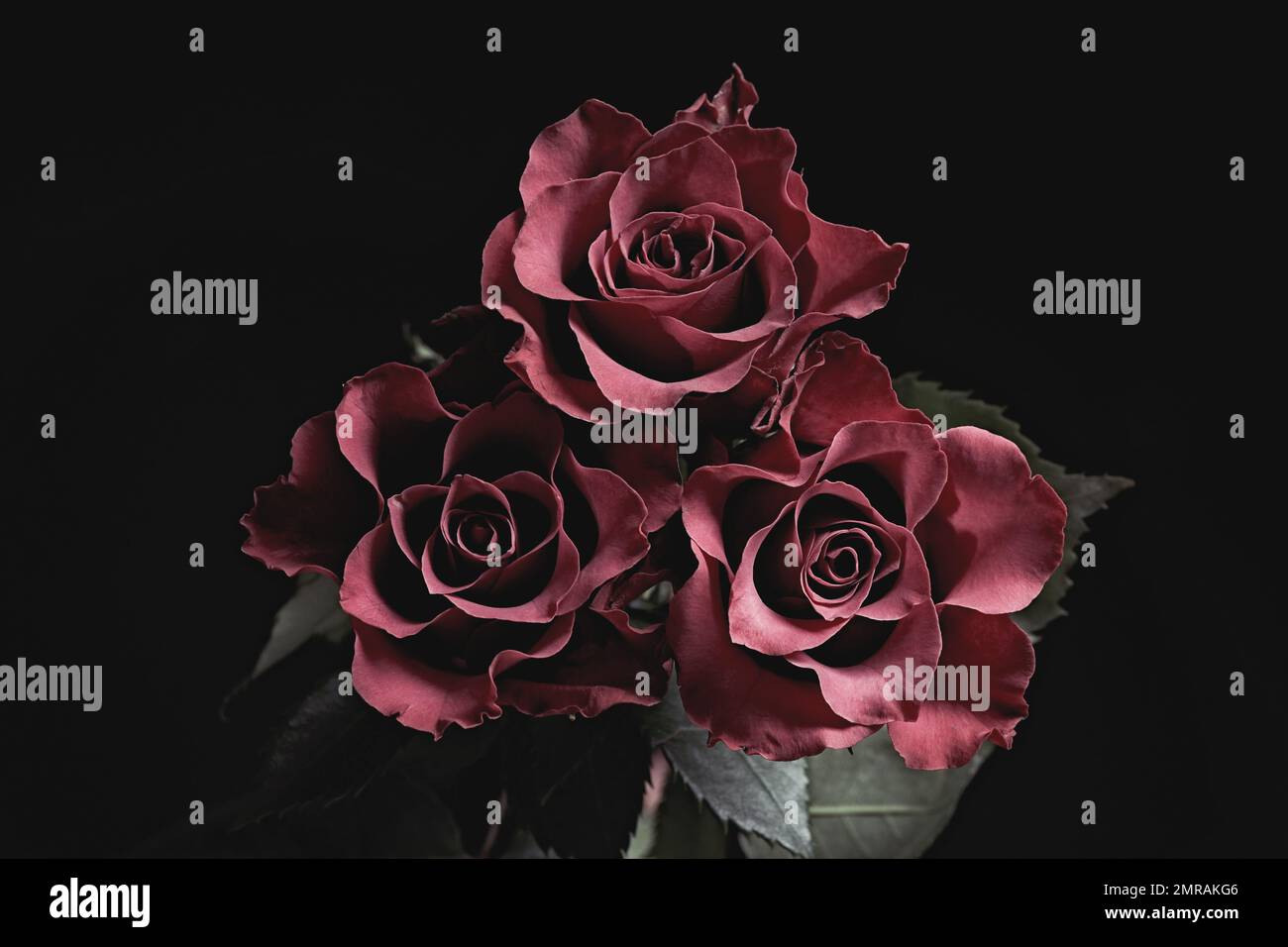 Beautiful roses on black background. Floral card design with dark ...