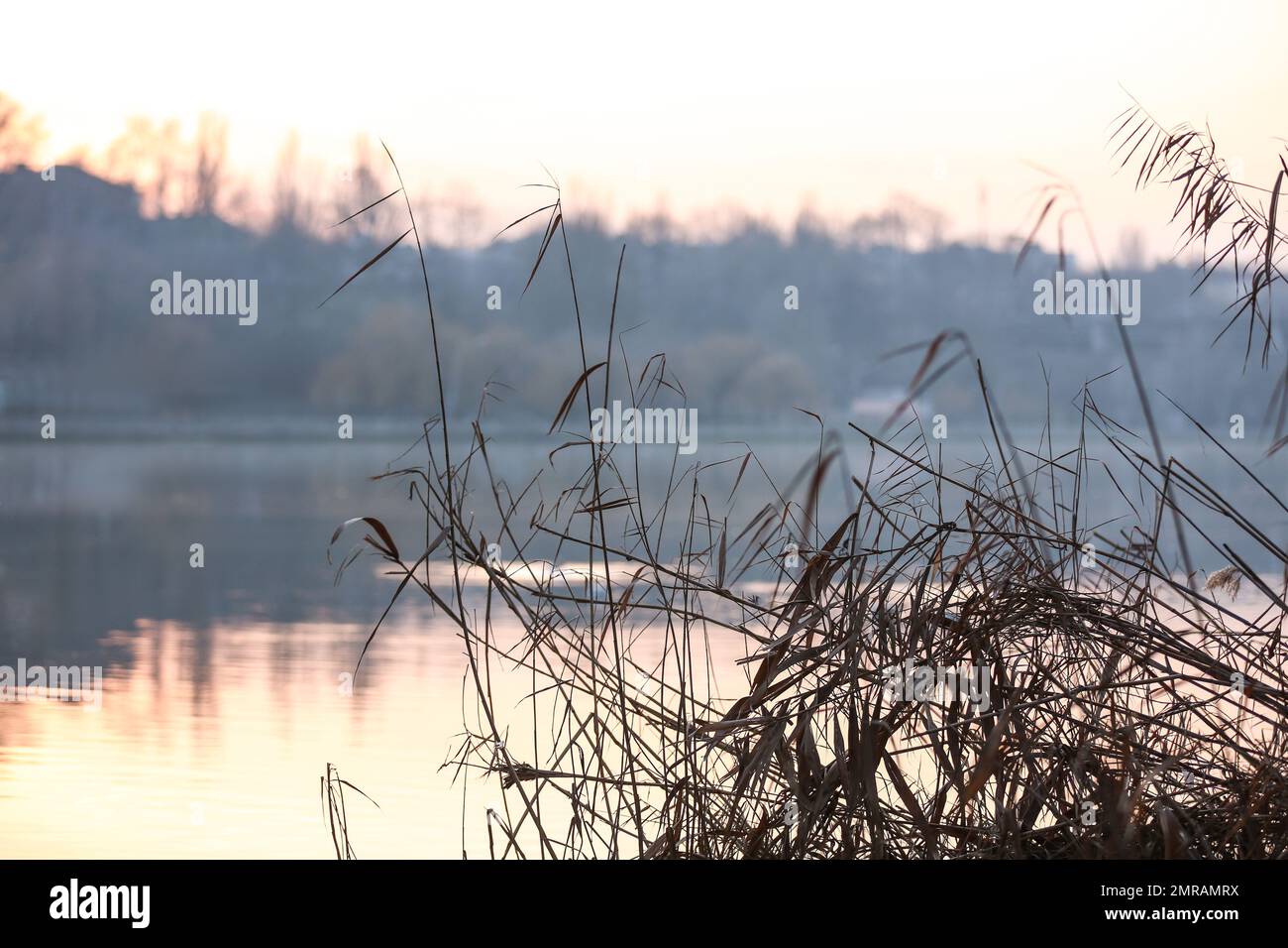 Beautiful view of reed plants near river in evening Stock Photo