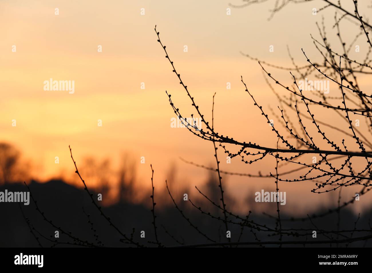 Closeup view of tree silhouette against sunset sky Stock Photo - Alamy