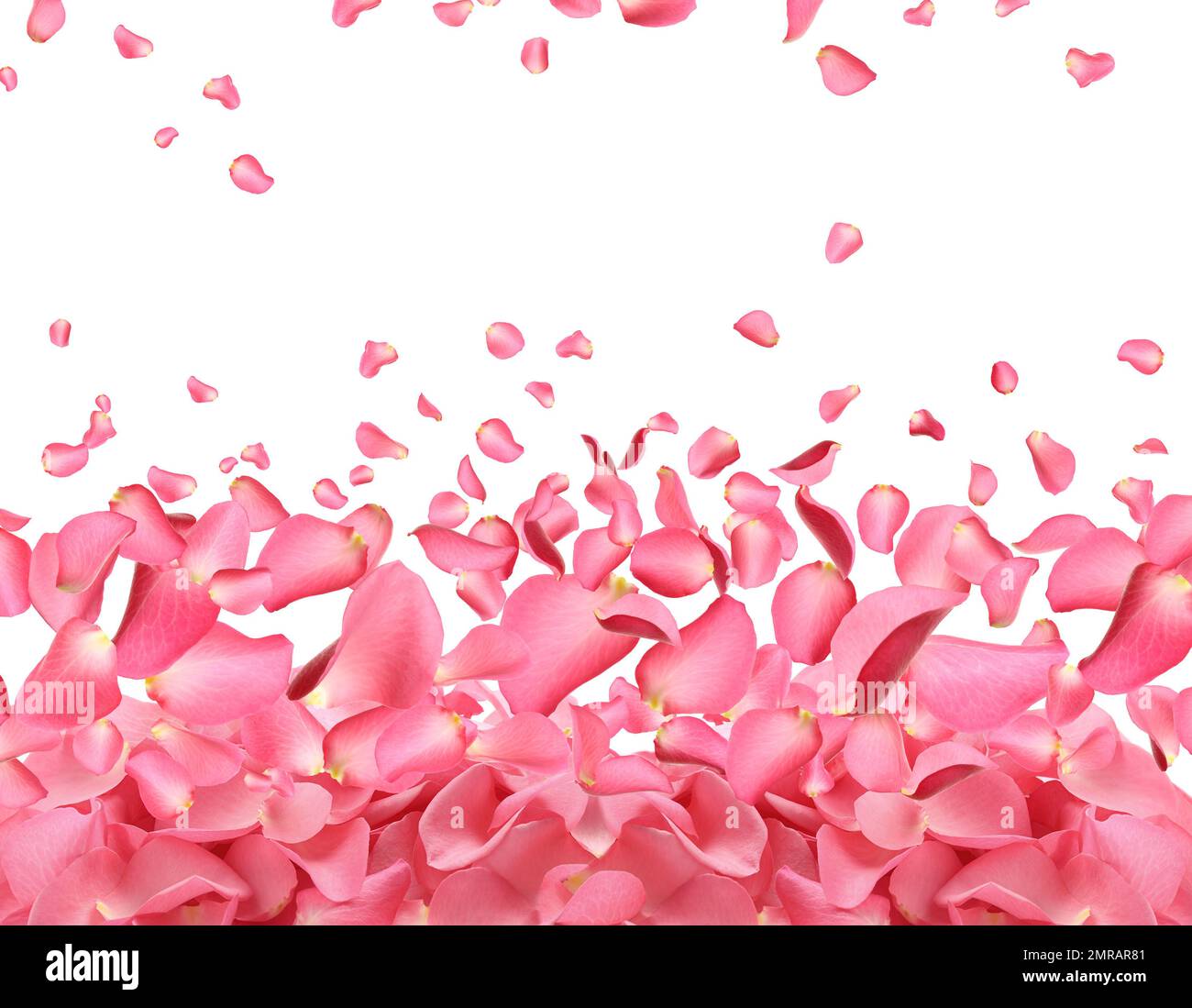 Fresh pink rose petals on white background Stock Photo - Alamy