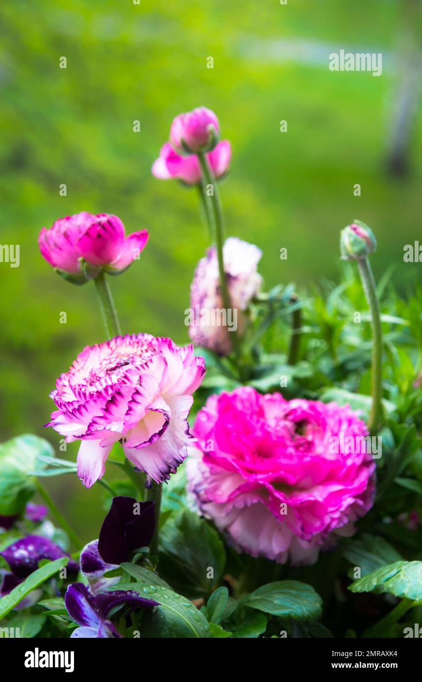 A view of the carnation flowers bush Stock Photo Alamy