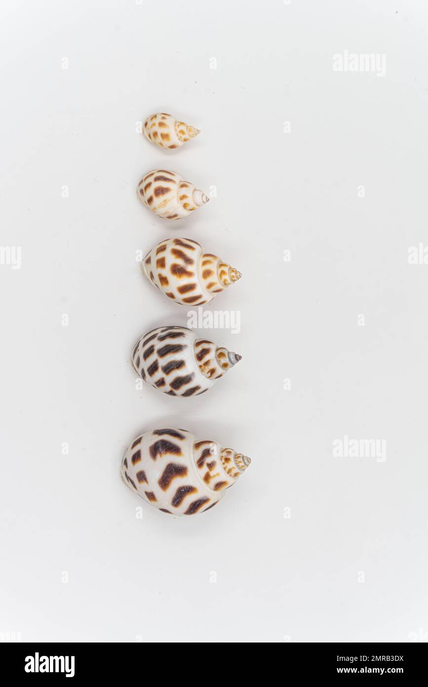 Isolated shells with white Background. High quality photo Stock Photo ...