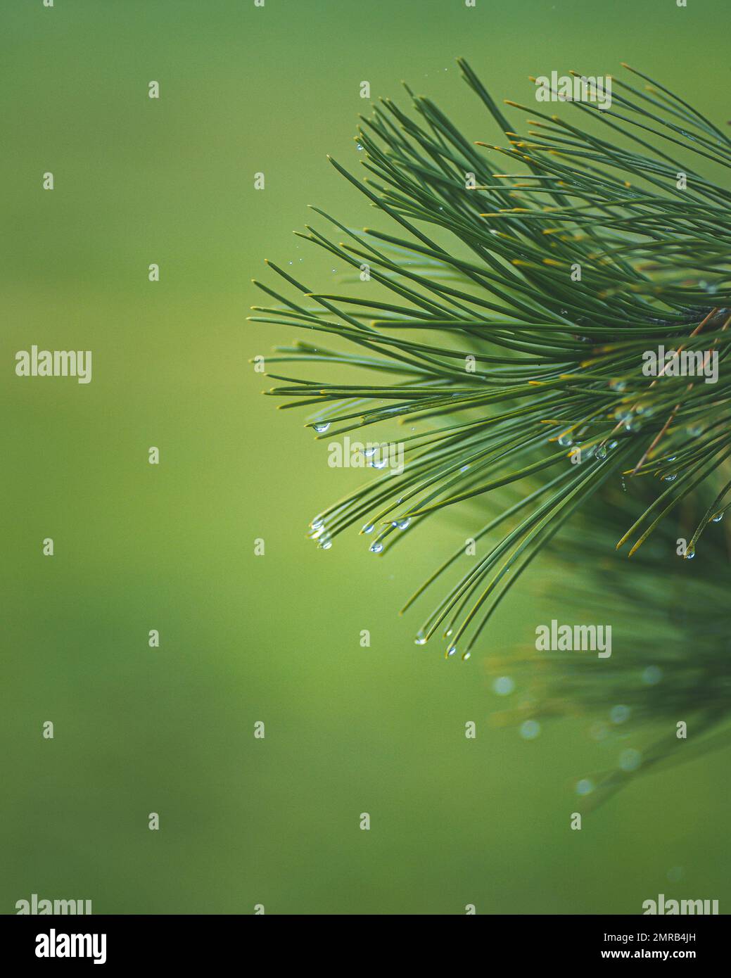 A vertical closeup of Pinus peuce branch with green blurred background Stock Photo