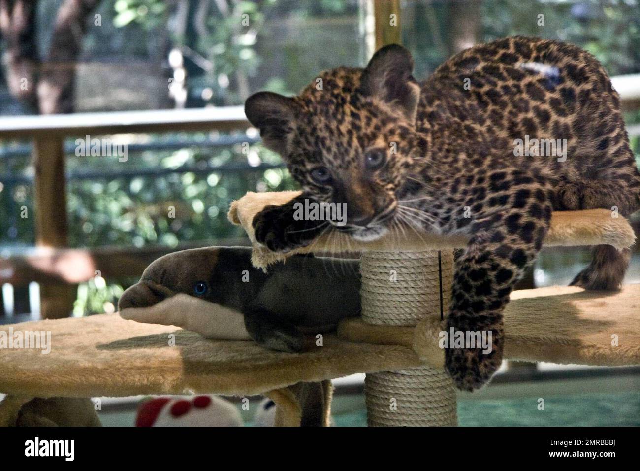 Java leopard hi-res stock photography and images - Page 2 - Alamy