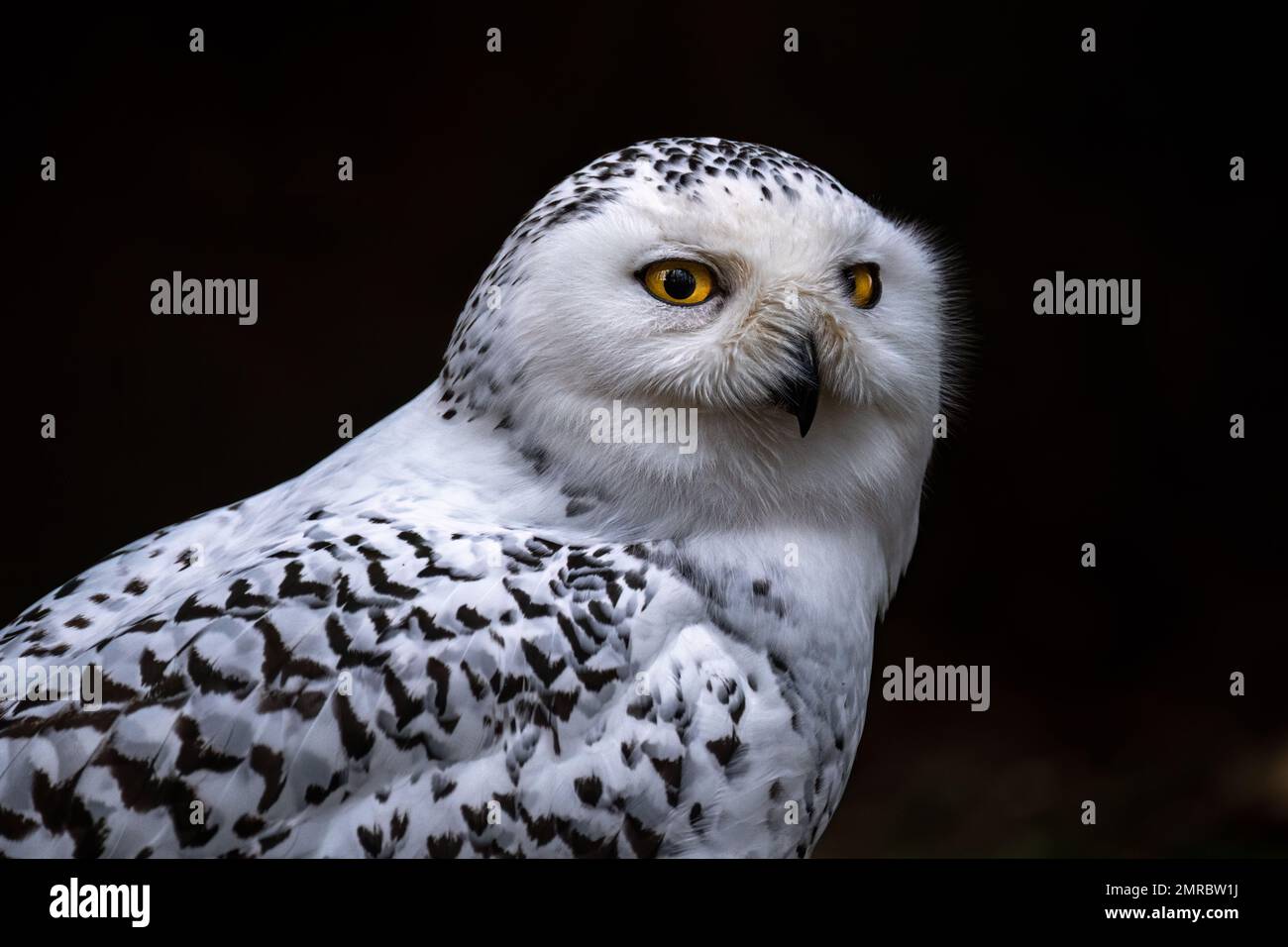 Portrait of a Snowy Owl (Bubo scandiacus Stock Photo - Alamy