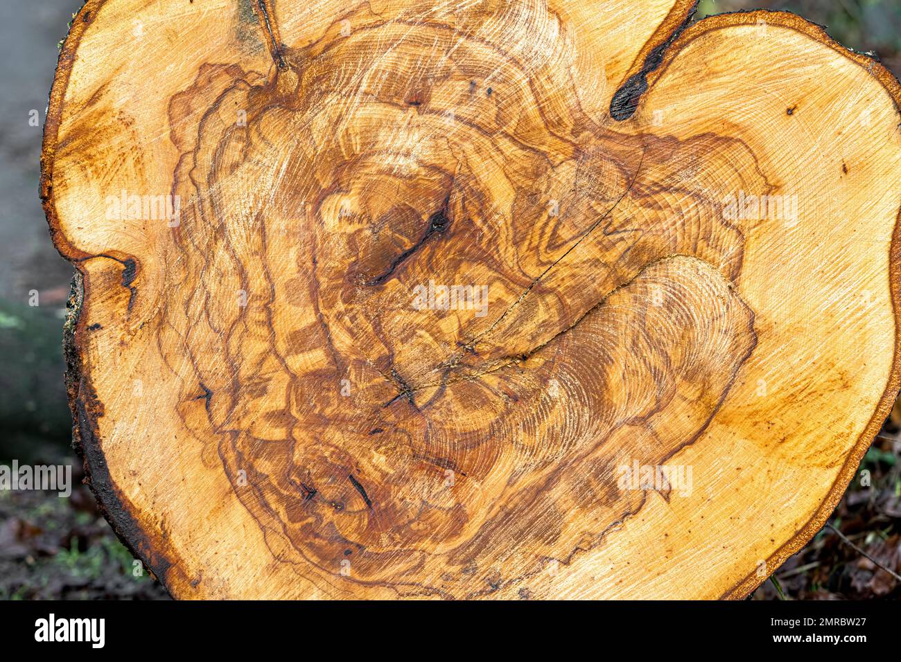 Crosscut through a European Beech (Fagus sylvatica) Stem Stock Photo