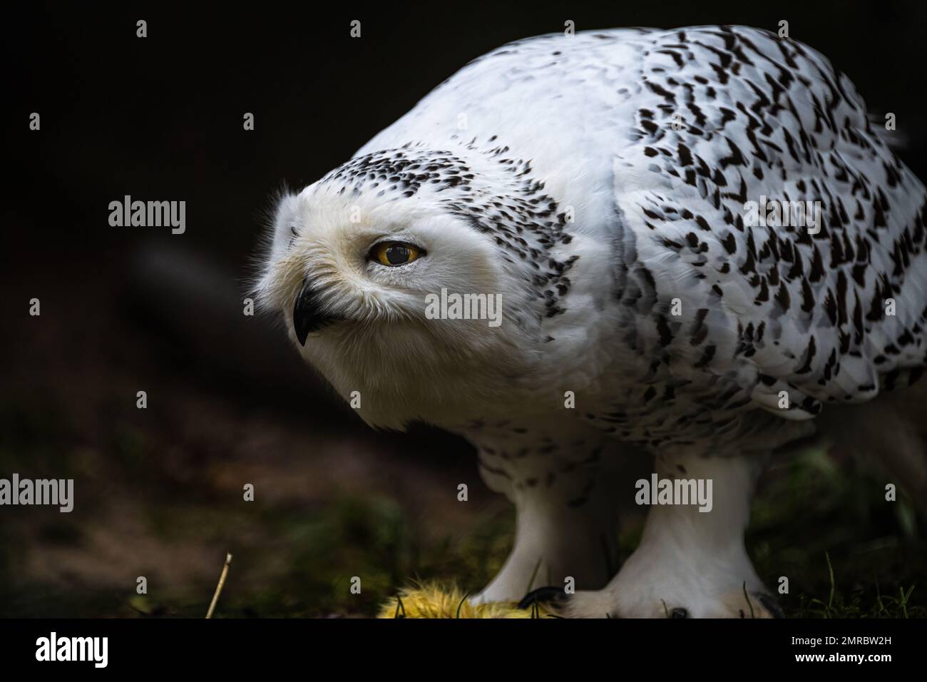 Portrait of a Snowy Owl (Bubo scandiacus Stock Photo - Alamy
