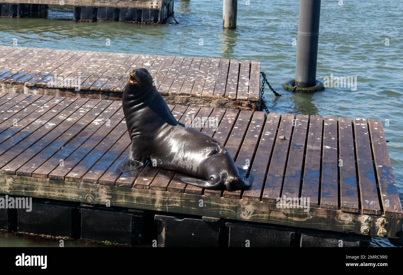 A seal on the wooden boardwalk in the lake Stock Photo