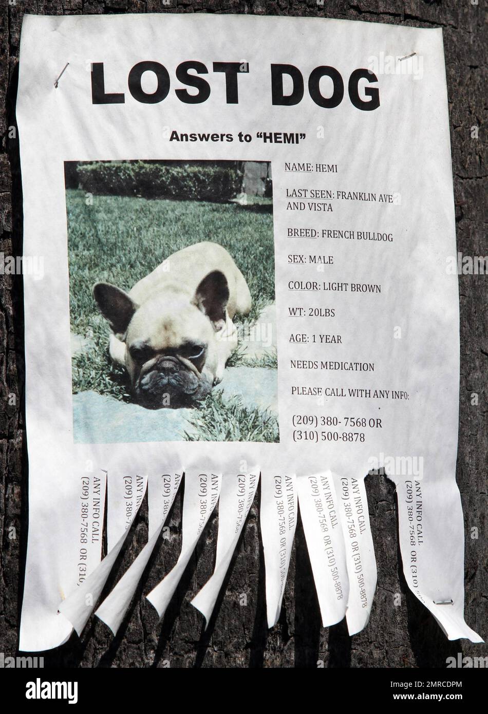 209 lost pets discount