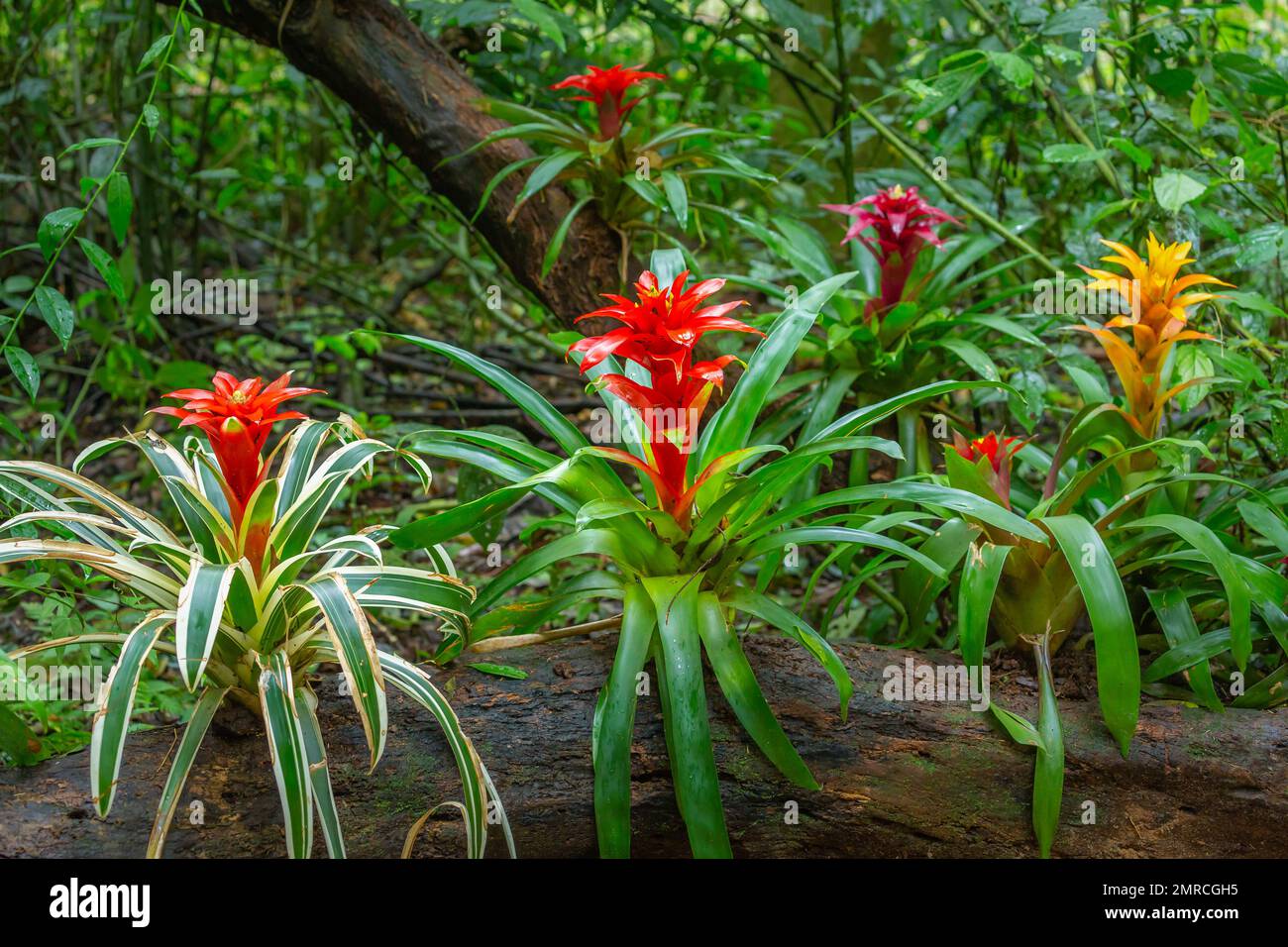 Bromeliad Flowers, Guzmania Tropical plants in rainforest, Pantanal , Brazil Stock Photo