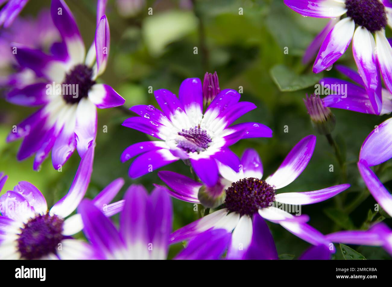 A closeup shot of bright purple cineraria flowers covered in dew drops in the garden in the daylight Stock Photo