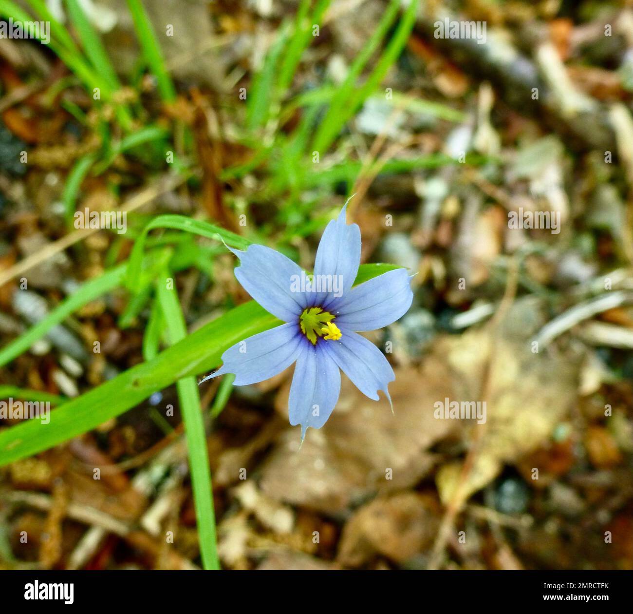 A top view of beautiful Blue-eyed grass flower in the meadow Stock Photo