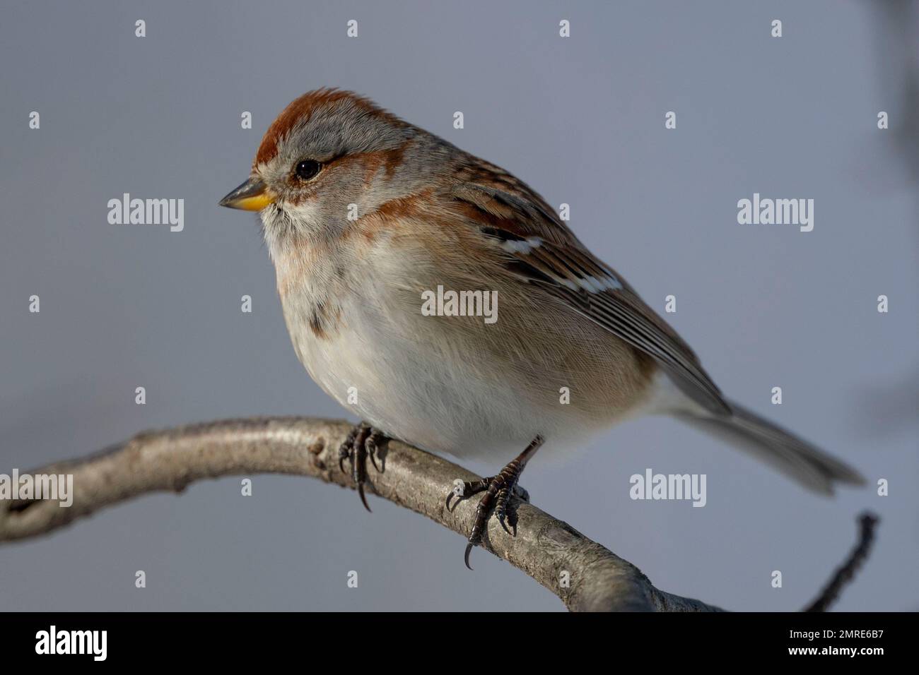 (Ottawa, Canada---31 January 2023) An American tree sparrow Mer Bleue Box feeders. Photograph Copyright 2023 Sean Burges / Mundo Sport Images.  If pos Stock Photo