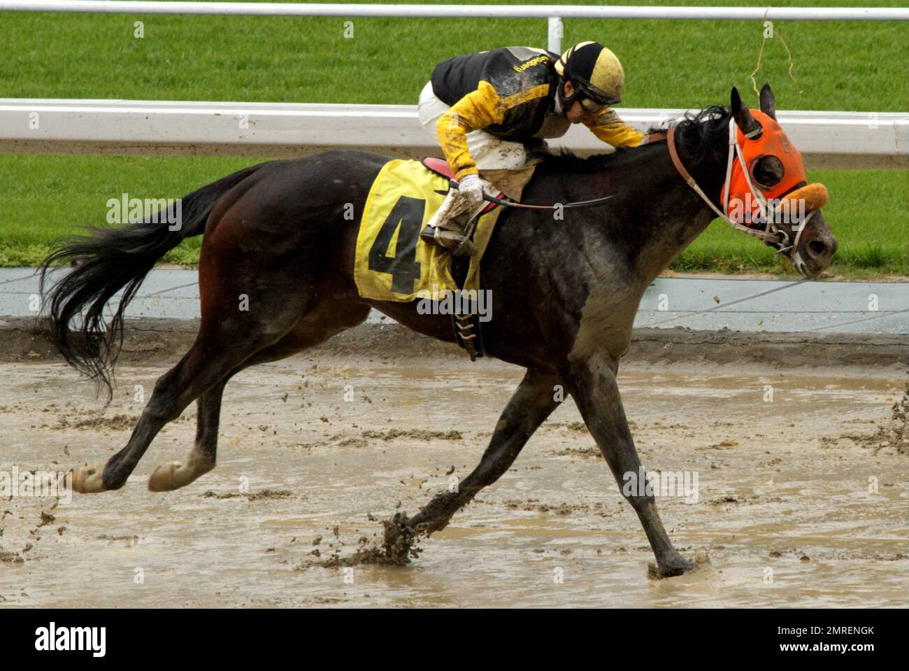 EXCLUSIVE!! Horse, "Salt of the Earth" ridden by jockey Kayle Stra and