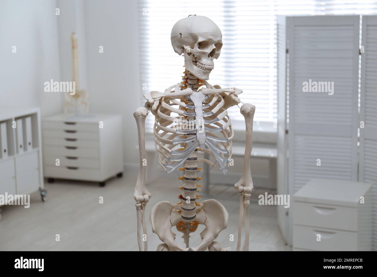 Human Skeleton Model In Modern Orthopedist s Office Stock Photo Alamy Human skeleton model in modern orthopedist s office stock photo alamy