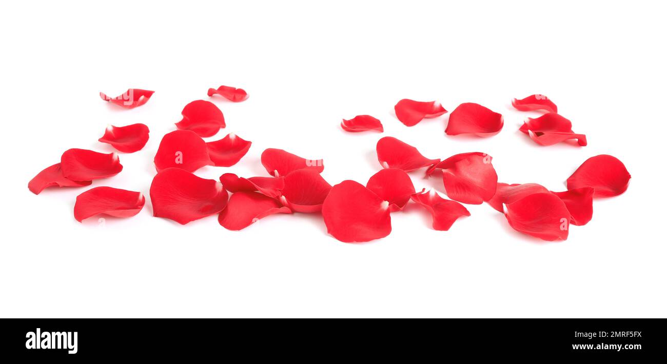 Fresh red rose petals on white background Stock Photo Alamy