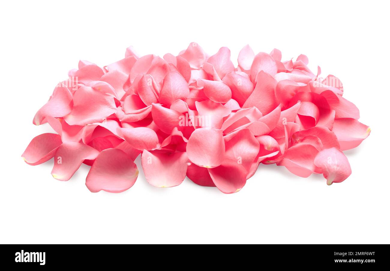 Pile of fresh pink rose petals on white background Stock Photo Alamy