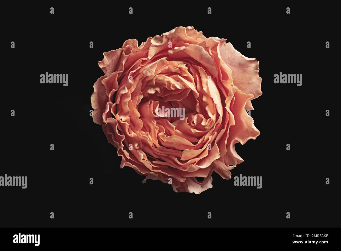 Beautiful rose on black background. Floral card design with dark ...