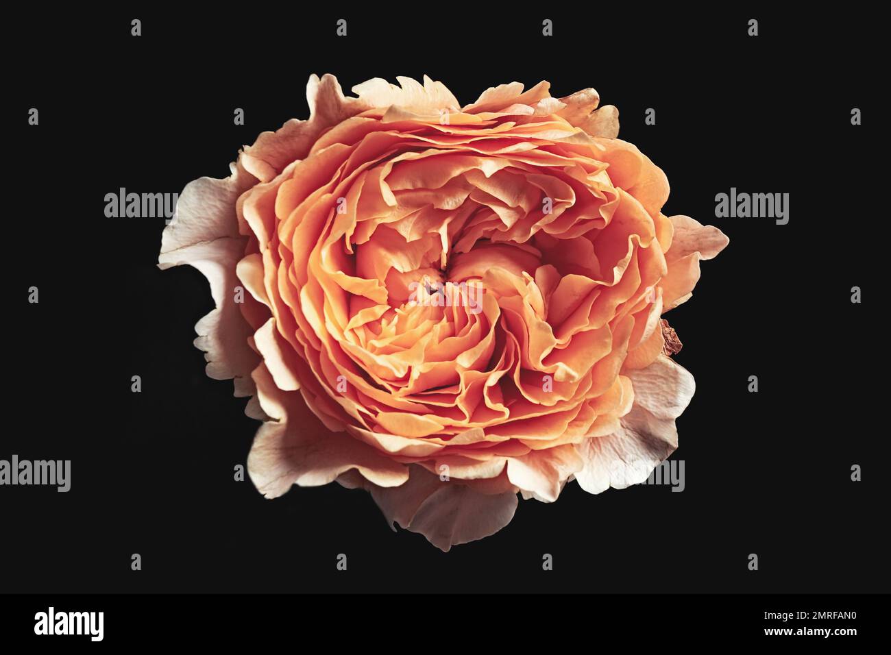 Beautiful rose on black background. Floral card design with dark ...